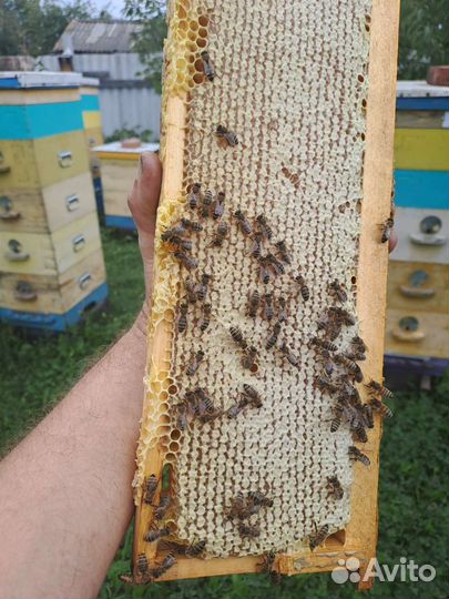 Мёд цветочный, крем-мёд. Это мёд