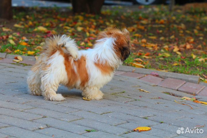 Мини деточка Китти