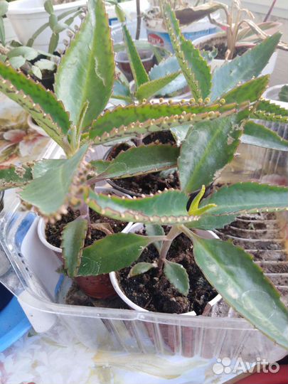 Каланхоэ лечебное