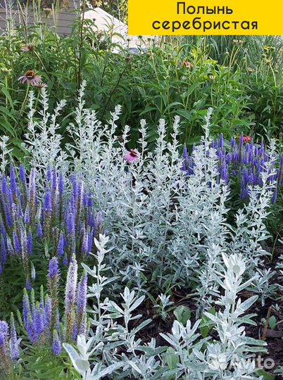 Многолетники садовые