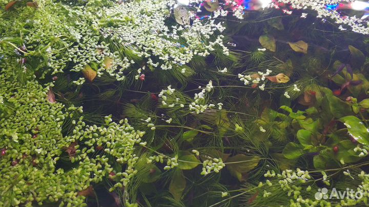 Травка для аквариума