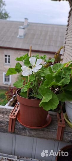 Пеларгония герань