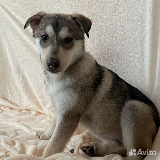 Щенок метис хаски девочка