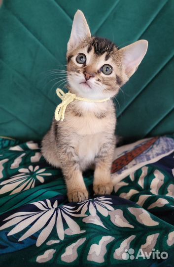 Абиссинские котята