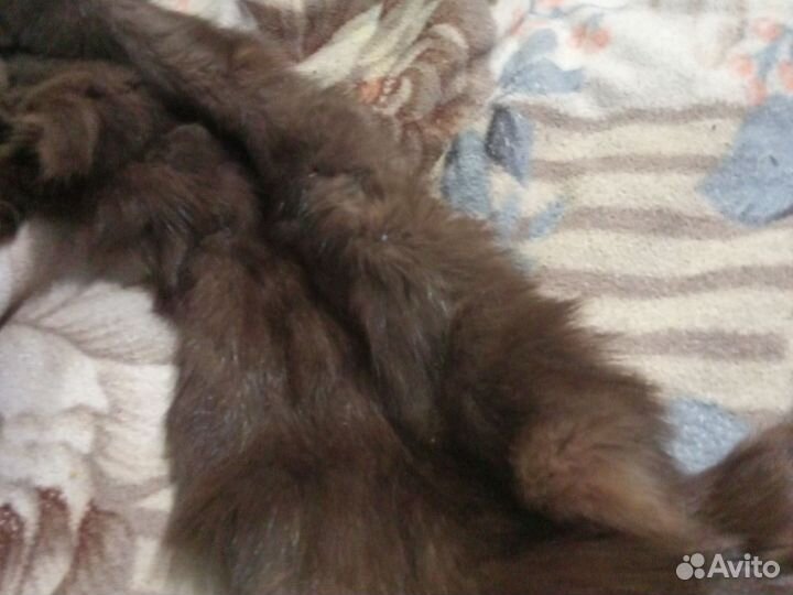 Шкурки соболя