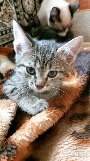 Кошки в добрые руки бесплатно