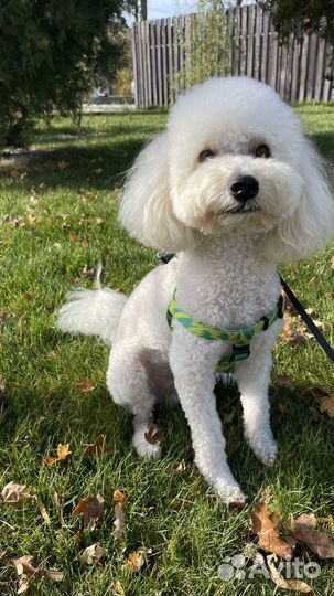 Вязка собак