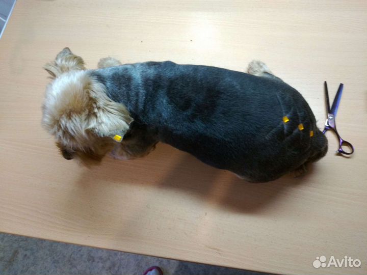 Груминг, pet стрижка собак и кошек