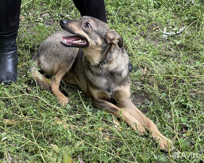 Мелкий пёс Мишка в добрые руки с доставкой