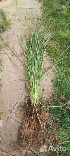 Просо прутьевидное