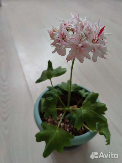 Пеларгония Ричард