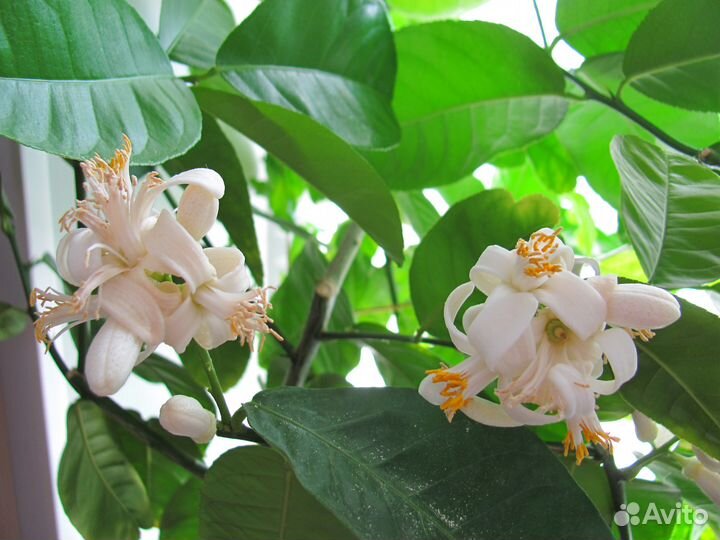 Комнатные лимоны