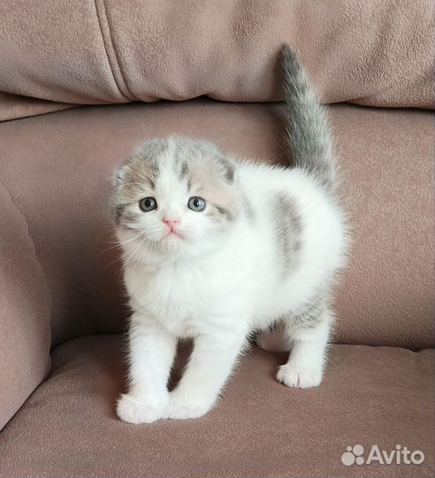 Шотландский вислоухий короткошерстный малыш