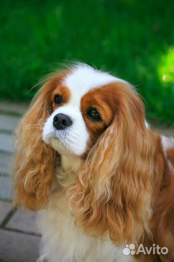 Кавалер кинг чарльз спаниель щенок девочка