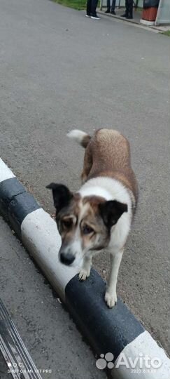 Московская сторожевая