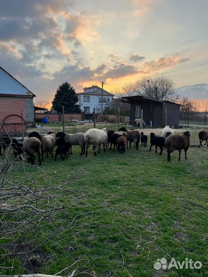 Овцы,Ягнята,Баран