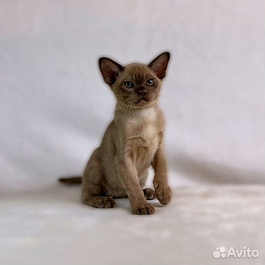 Изящная бурманская кошечка