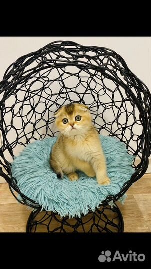 Котики мальчики