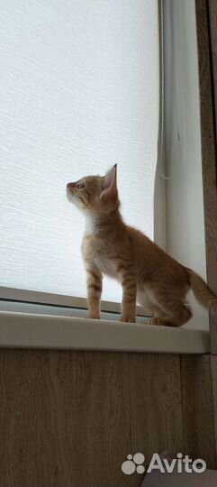 Котенок девочка