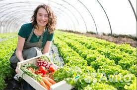 Овощевод /вахта в Теплицах с 2х раз питанием