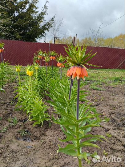 Рябчик императорский