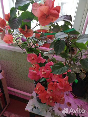 Бугенвиллии