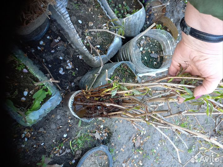 Девичий (дикий) виноград