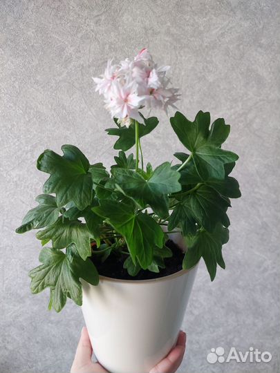 Пеларгония герань