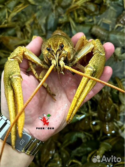 Варёные раки с доставкой