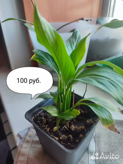 Спатифиллум