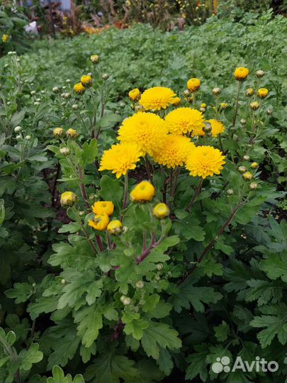 Хоста гипсофила примула гейхера