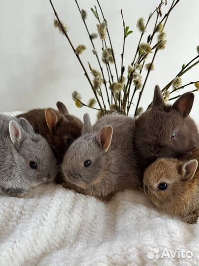 Очень много Декоративных Кроликов в Питомнике