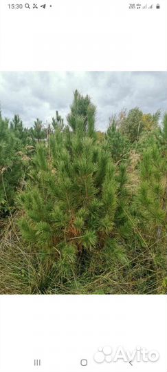 Саженцы сибирского кедра