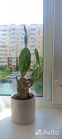 Домашние цветы