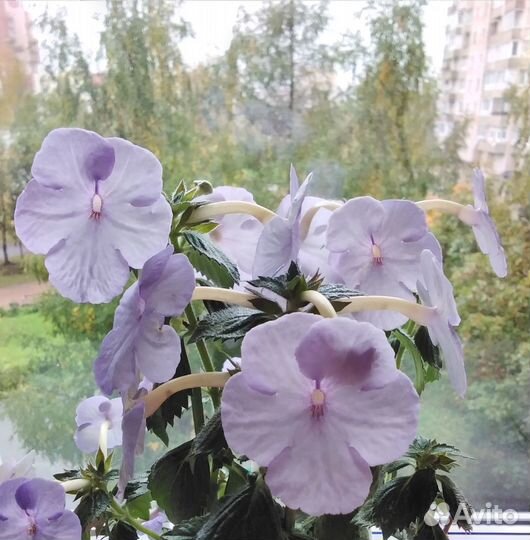 Набор ризом ахименеса