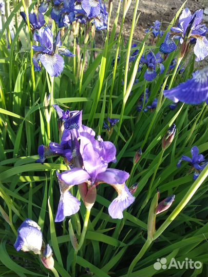 Ирисы