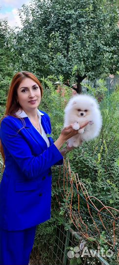 Померанский шпиц девочка