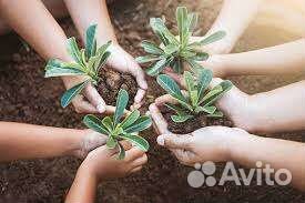 Чернозем, плодородный грунт, навоз, торф