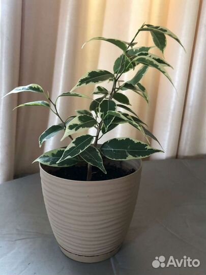 Фикус Бенджамина