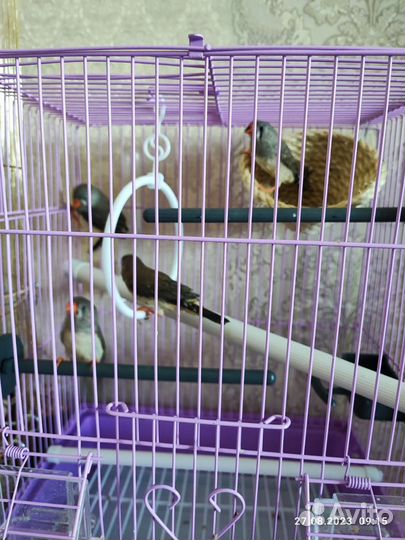 Зебровые амадины