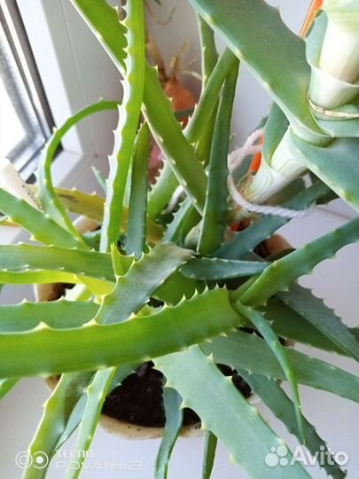 Алоэ детки