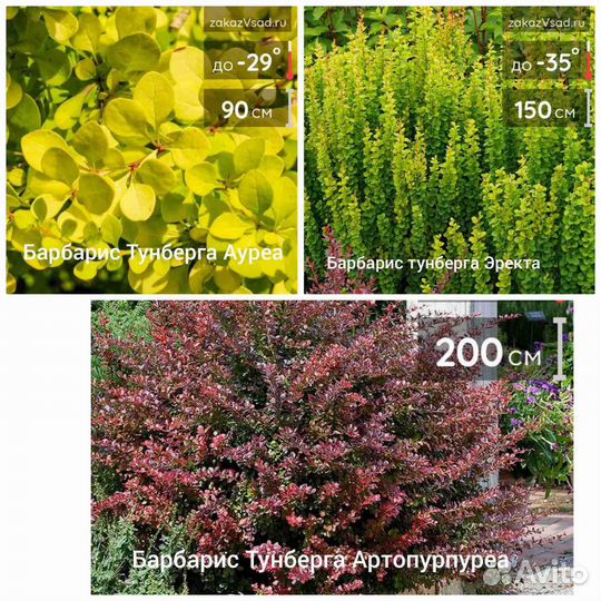 Саженцы растений для малоуходного сада