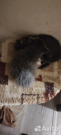 Котята в добрые руки бесплатно