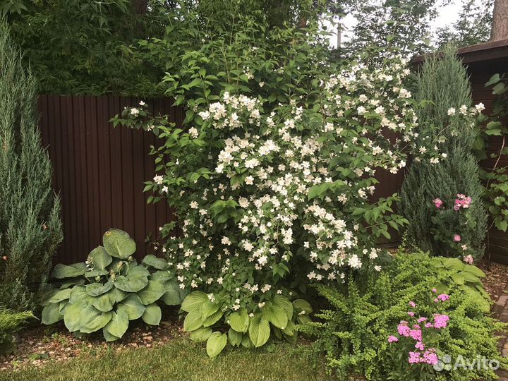 Жасмин сортовой (чубушник)