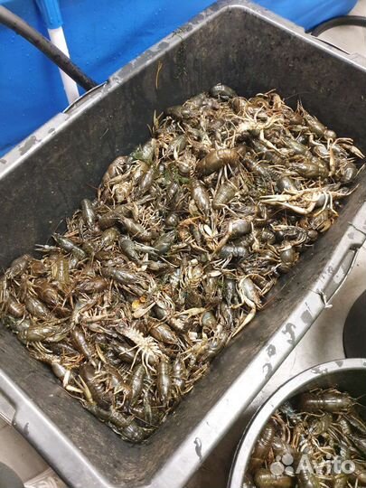 Живые Раки морепродукты