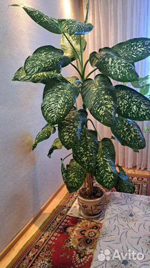 Диффенбахия