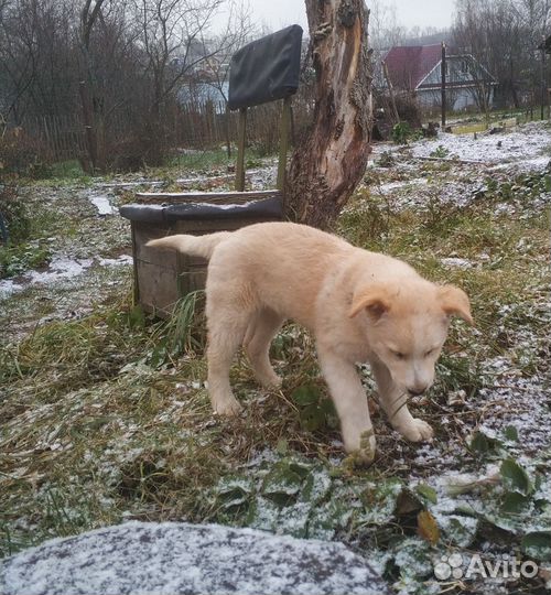 Домашние животные собаки щенки бесплатно