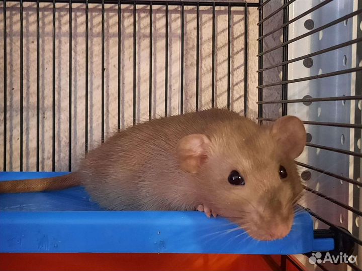 Питомник элитных крысят Дамбо, крысы