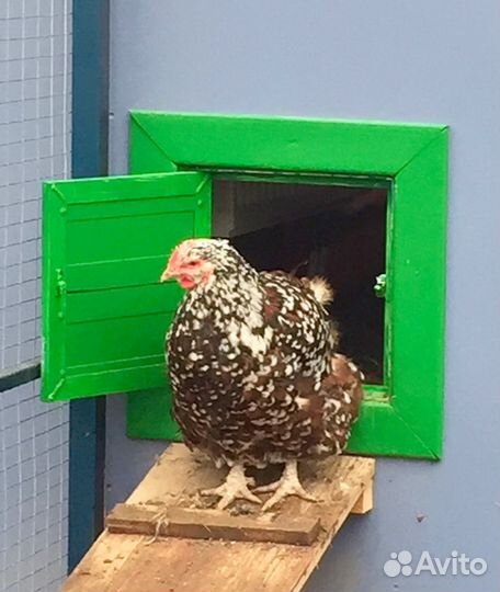 Инкубационное яйцо и цыплята Орпингтона фарфоровог