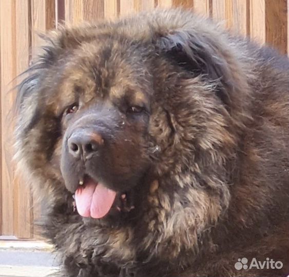 Собачья шерсть пух